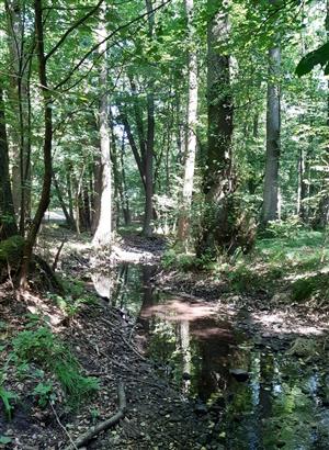 biotop_Pásikavec veľký_Vydrica