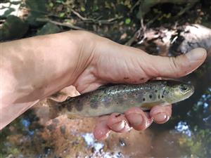 Salmo trutta morpha fario