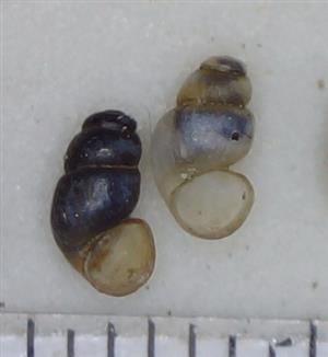 Bythinella sp.