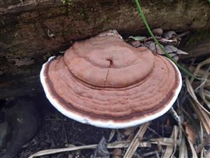 Ganoderma sp.