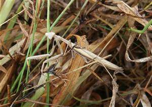 Mantis religiosa