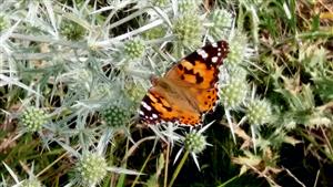 vanessa cardui