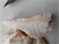zubček teplomilný (climacodon pulcherrimus) - prierez