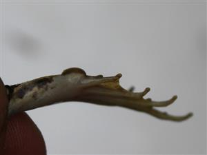 Pelophylax (= Rana) lessonae