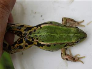 Pelophylax (= Rana) lessonae