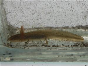 Lissotriton /=Triturus/ vulgaris
