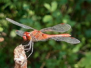 Sympetrum sanguineum