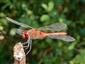 Sympetrum sanguineum