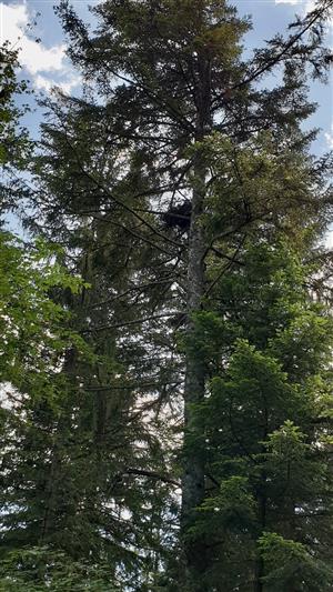 Hniezdo jastraba Hrádok