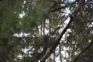 obsadené hniezdo orlov krikľavých