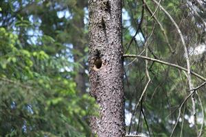 obsadená hniezdna dutina ďubníkov foto j.hoľma