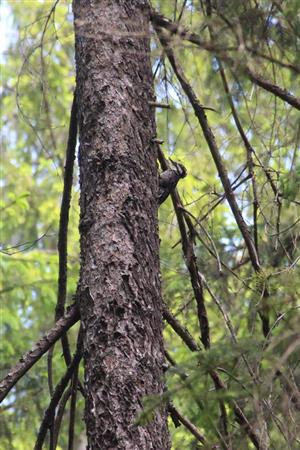 ďubník pri hniezde foto j.hoľma