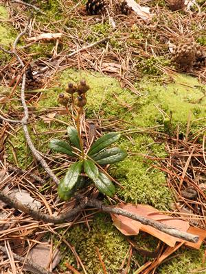 Chimaphila umbellata v lesnom poraste - biotop Ls6.4 Lišajníkové borovicvé lesy.