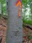 Fuzáč alpský priamo na vyznačenom strome transektu