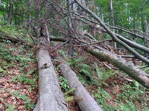 biotop fuzáča alpského