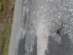 Salamandra škvrnitá