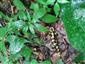 salamandra škvrnitá