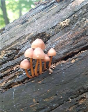 Mycena sp.