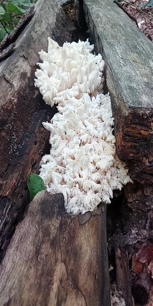 Hiericium coralloides.