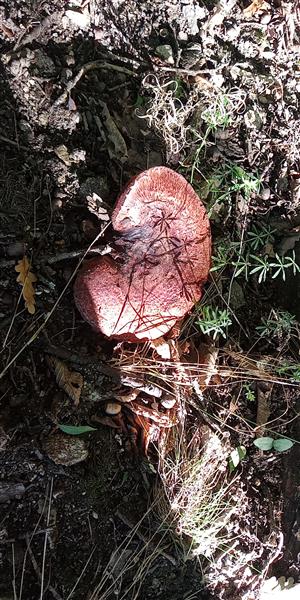 Dospelá plodnica Fistulina hepatica na trúchnivom kmeni buka.