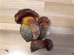 hríb zrnitohlúbikový