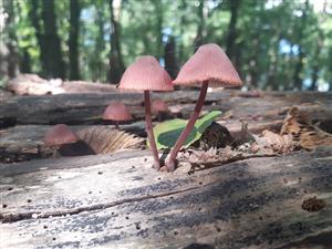 Mycena sp.