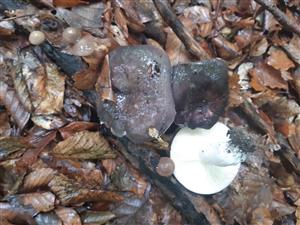 Russula sp.
