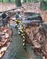 salamandra škvrnitá