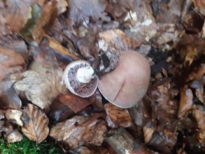 Cortinarius sp.