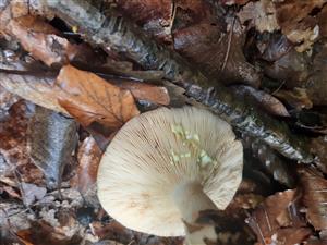 Lactarius sp.