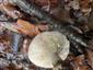 Lactarius sp.