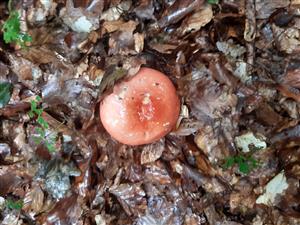 Russula sp.