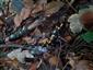salamandra škvrnitá