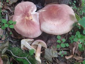 círovec cervenožltý