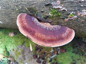 Ischnoderma resinosum