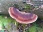 Ischnoderma resinosum (syn.)