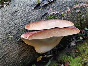 Ischnoderma resinosum