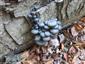 Pleurotus columbinus (syn.)