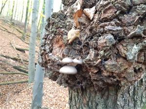 Pleurotus columbinus