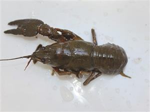 Astacus astacus