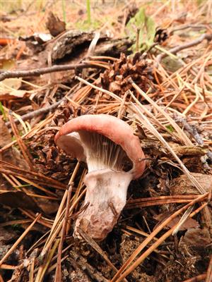 Gomphidius roseus - sliziak ružový.