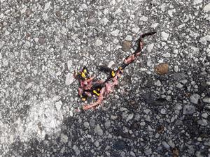 Salamandra škvrnitá