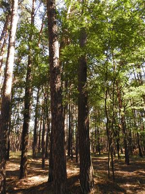 Robinia pseudoaccacia v borovicovom lese - biotop Ls6.4.