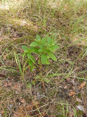 Phytolacca americana v borovicovom lese - biotop Ls6.4