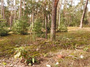 Phytolacca americana na okraji porastu borovicového lesa.