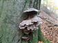Pleurotus columbinus (syn.)