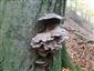 Pleurotus columbinus