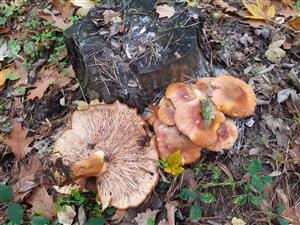 círovec cervenožltý