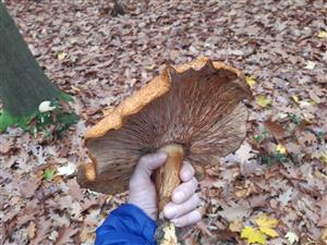 círovec cervenožltý