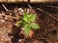 Impatiens parviflora.